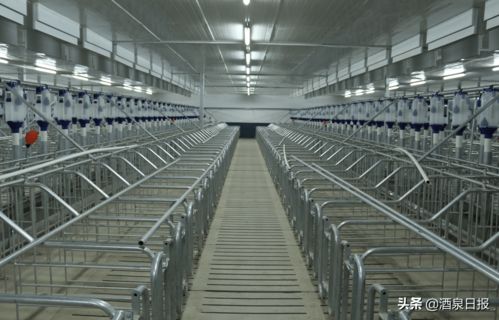 打出組合拳，酒泉市多措并舉促生豬穩產保供，助力畜牧漁業飼料銷售穩健發展
