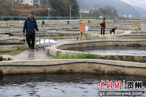 鱘魚躍動務川溪 產業(yè)興旺促振興——看務川如何以特色養(yǎng)殖與配套服務激活鄉(xiāng)村經濟