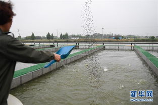 浙江湖州 跑道養(yǎng)魚新變革，畜牧漁業(yè)飼料銷售迎契機(jī)